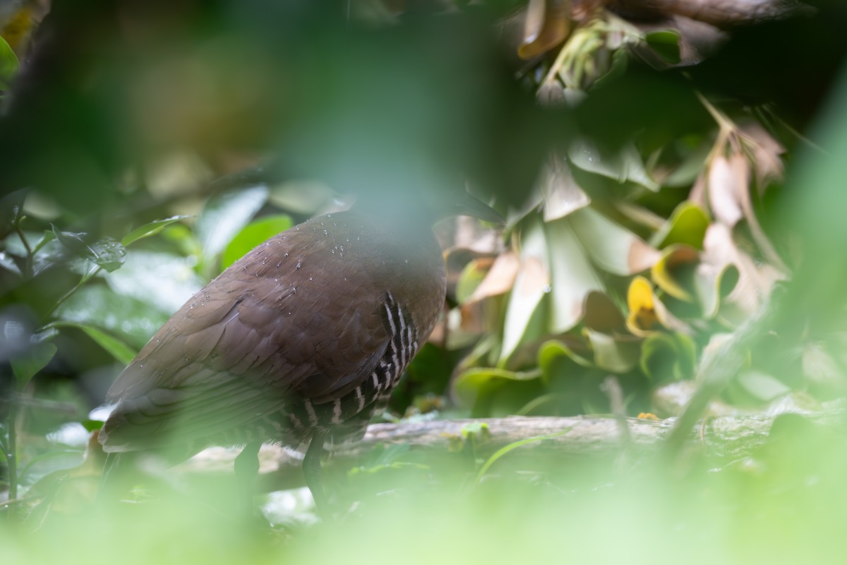 Slaty-legged Crake - ML643748119