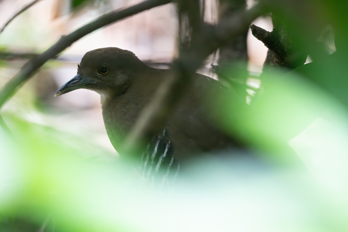 Slaty-legged Crake - ML643748120