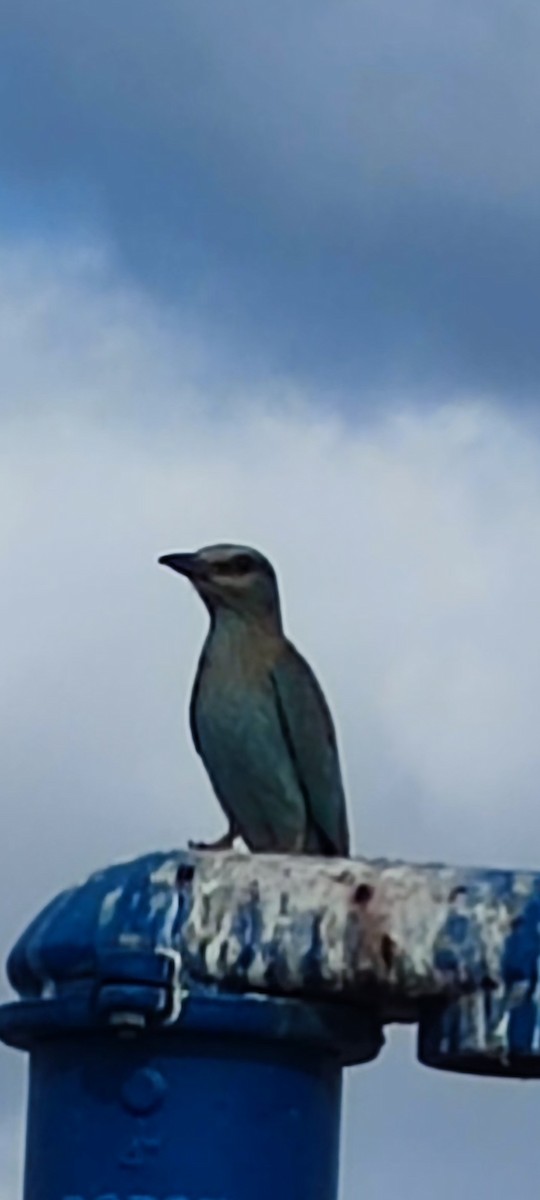 European Roller - ML643748121