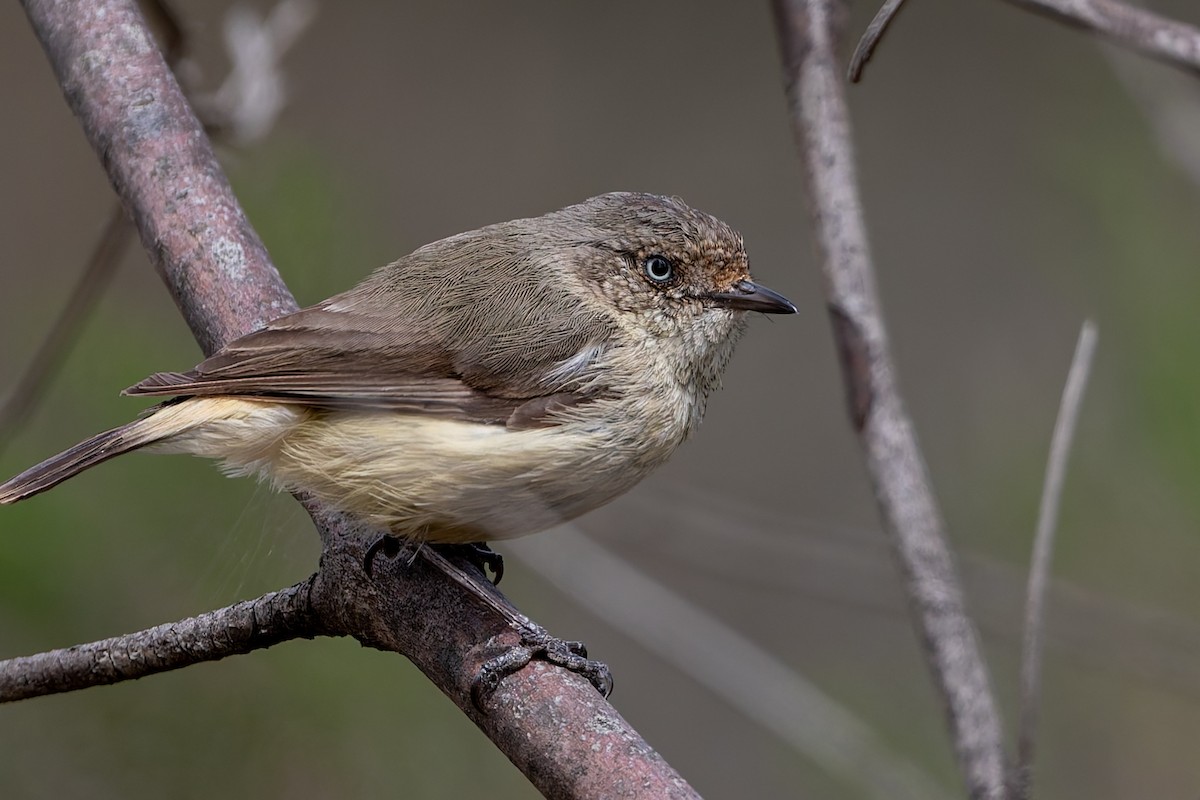 Buff-rumped Thornbill - ML643748122