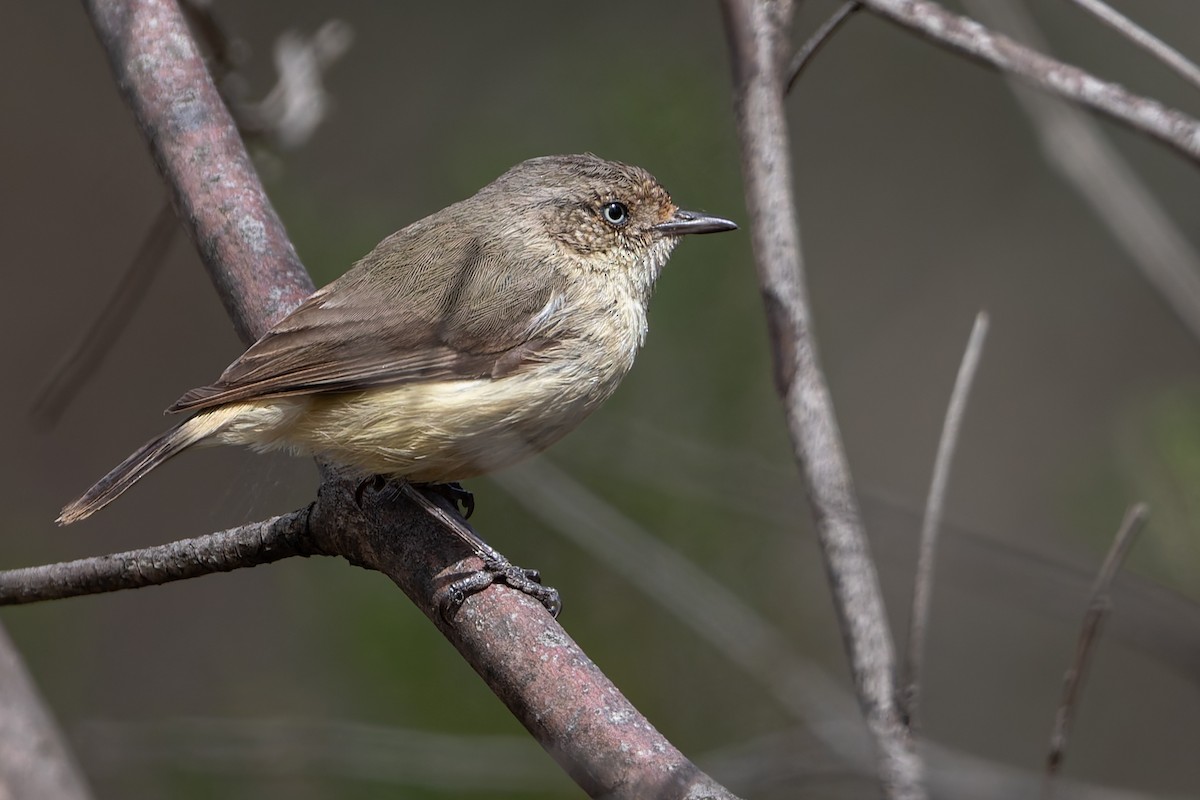 Buff-rumped Thornbill - ML643748123