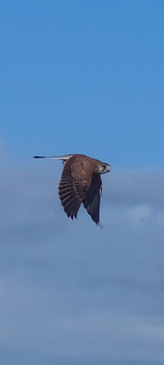 Eurasian Kestrel - ML643748124