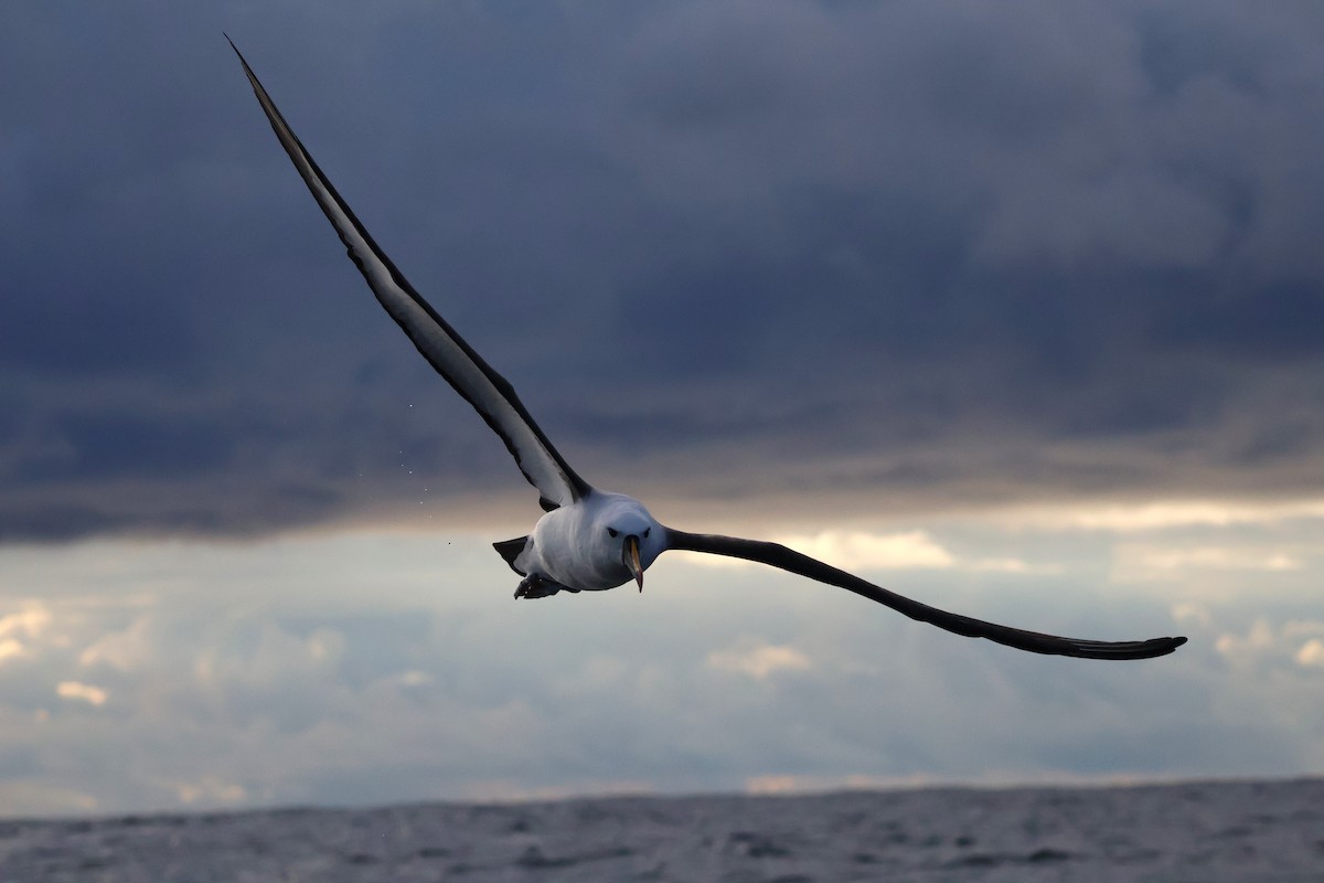 Indian Yellow-nosed Albatross - ML643748126