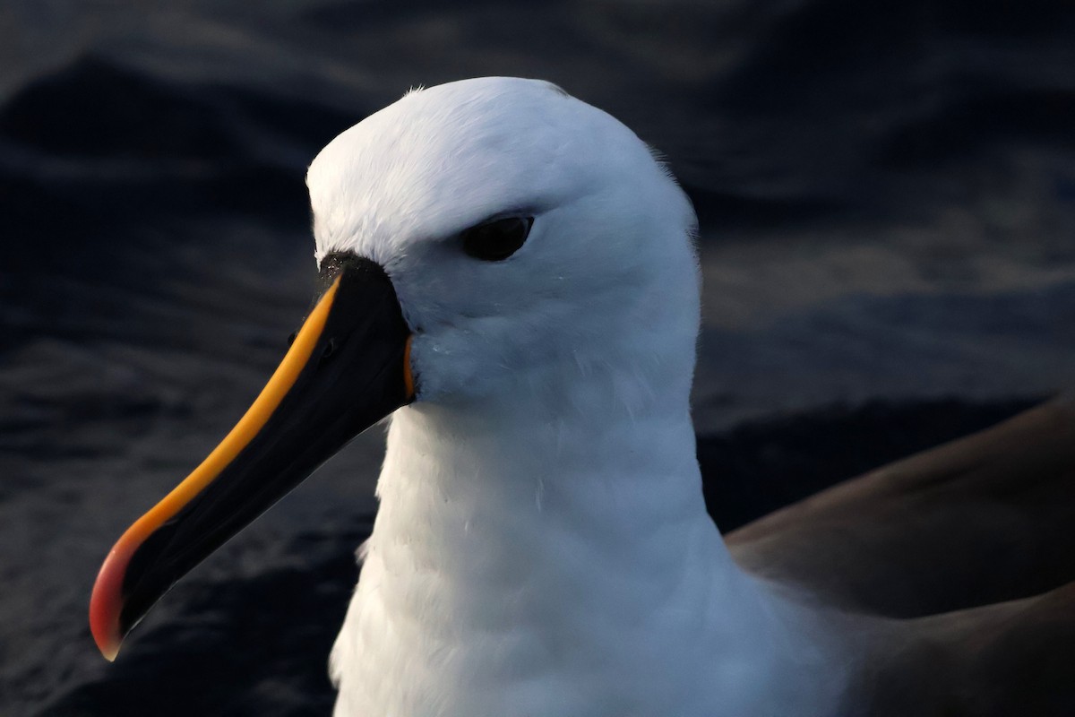 Indian Yellow-nosed Albatross - ML643748127
