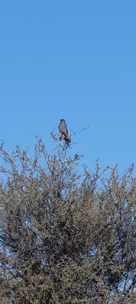 Red-footed Falcon - ML643748129