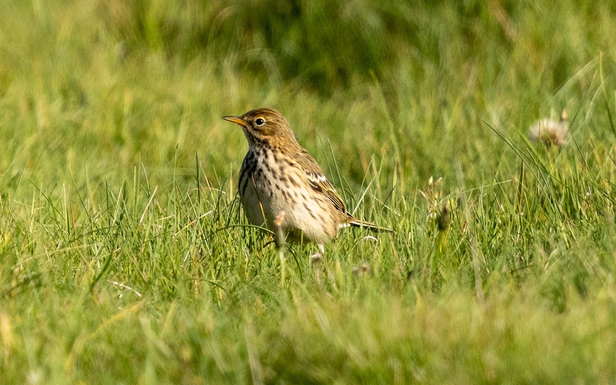 Meadow Pipit - ML643748134