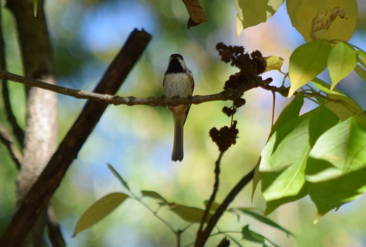 Carolina Chickadee - ML643748141