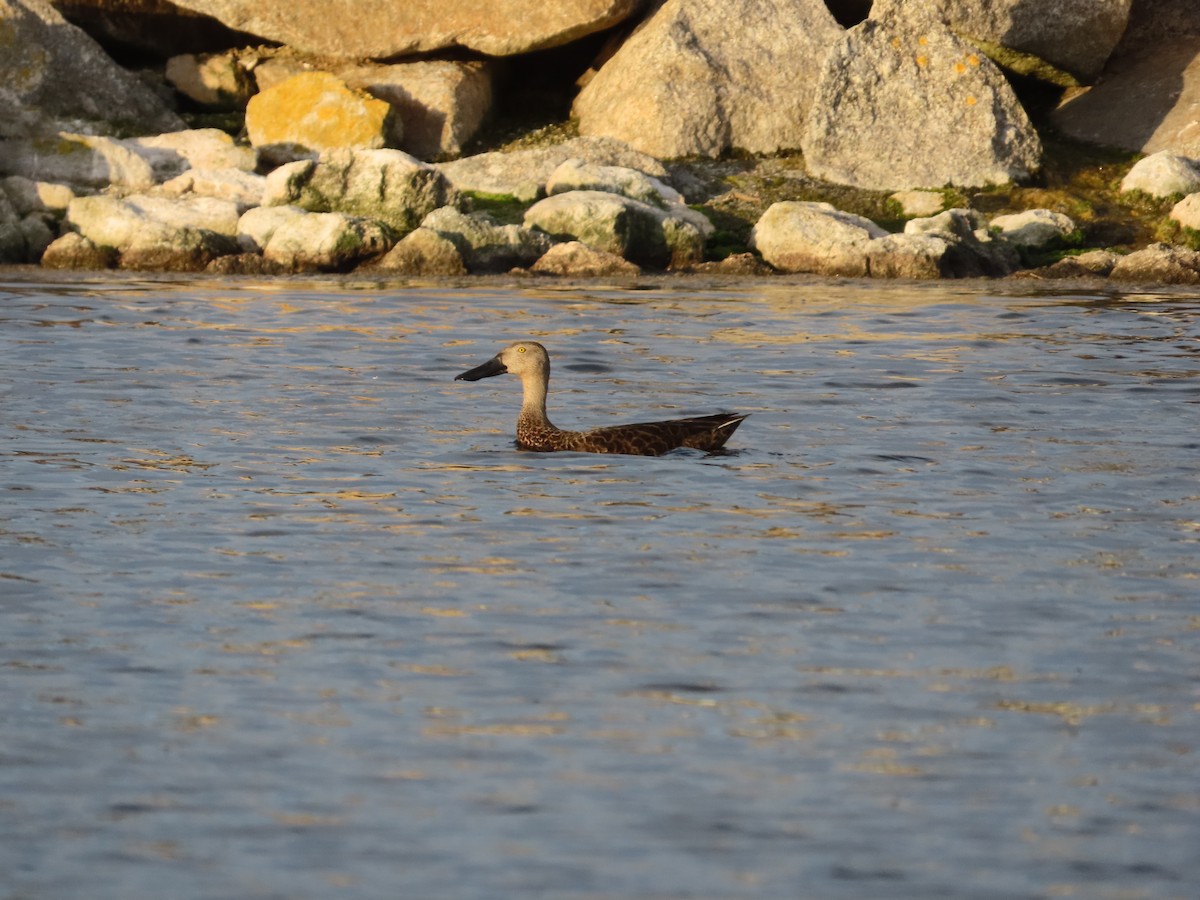 Cape Shoveler - ML643748142