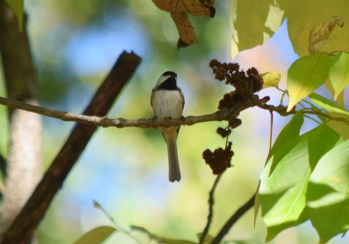 Carolina Chickadee - ML643748147