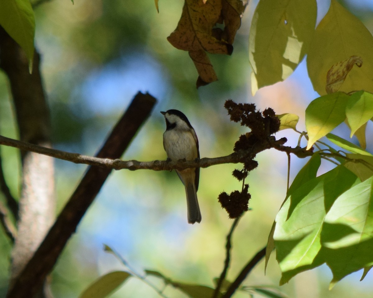 Carolina Chickadee - ML643748148