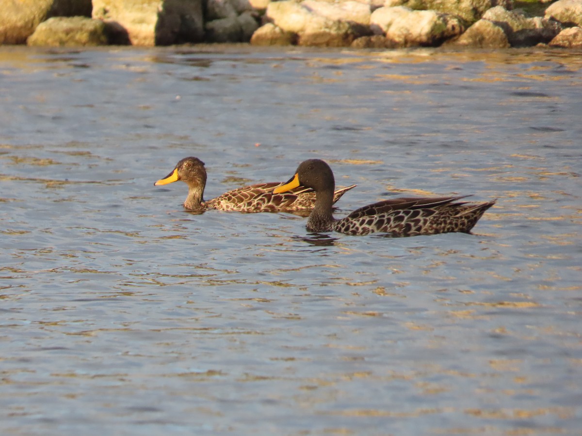Yellow-billed Duck - ML643748149