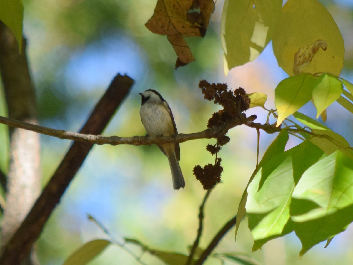 Carolina Chickadee - ML643748154