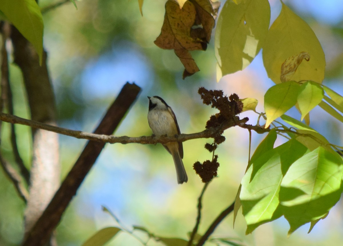 Carolina Chickadee - ML643748155