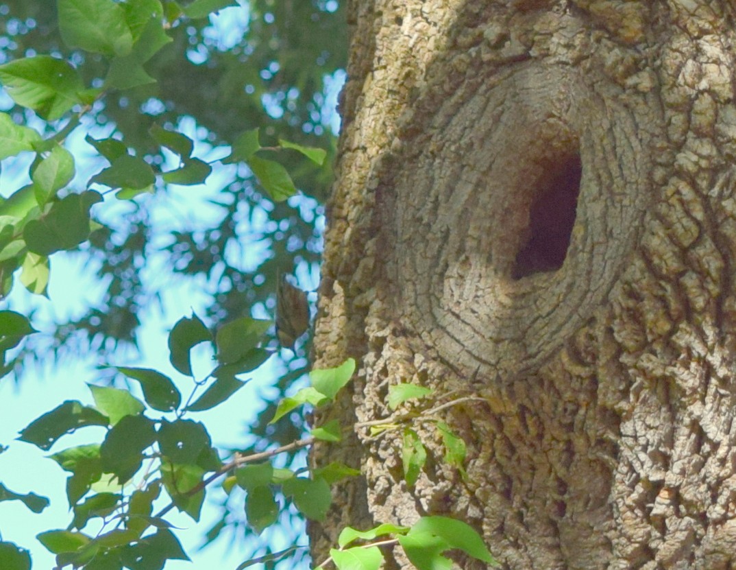 White-breasted Nuthatch - ML643748162