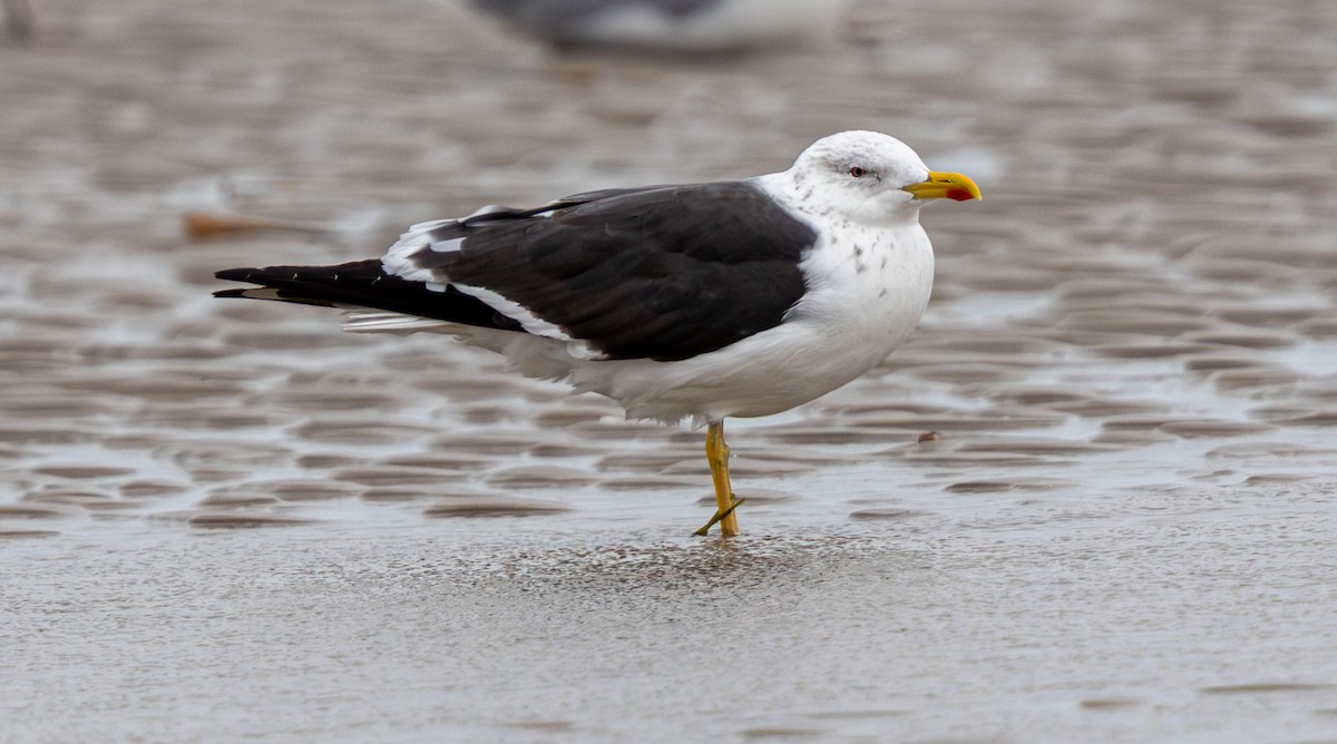 Lesser Black-backed Gull - ML643748165