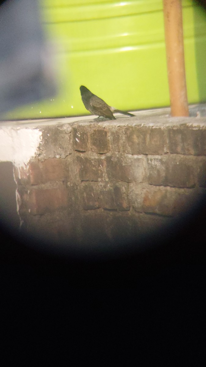 bulbul šupinkový - ML643748184