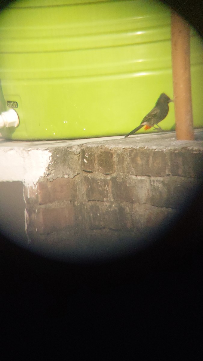 bulbul šupinkový - ML643748185