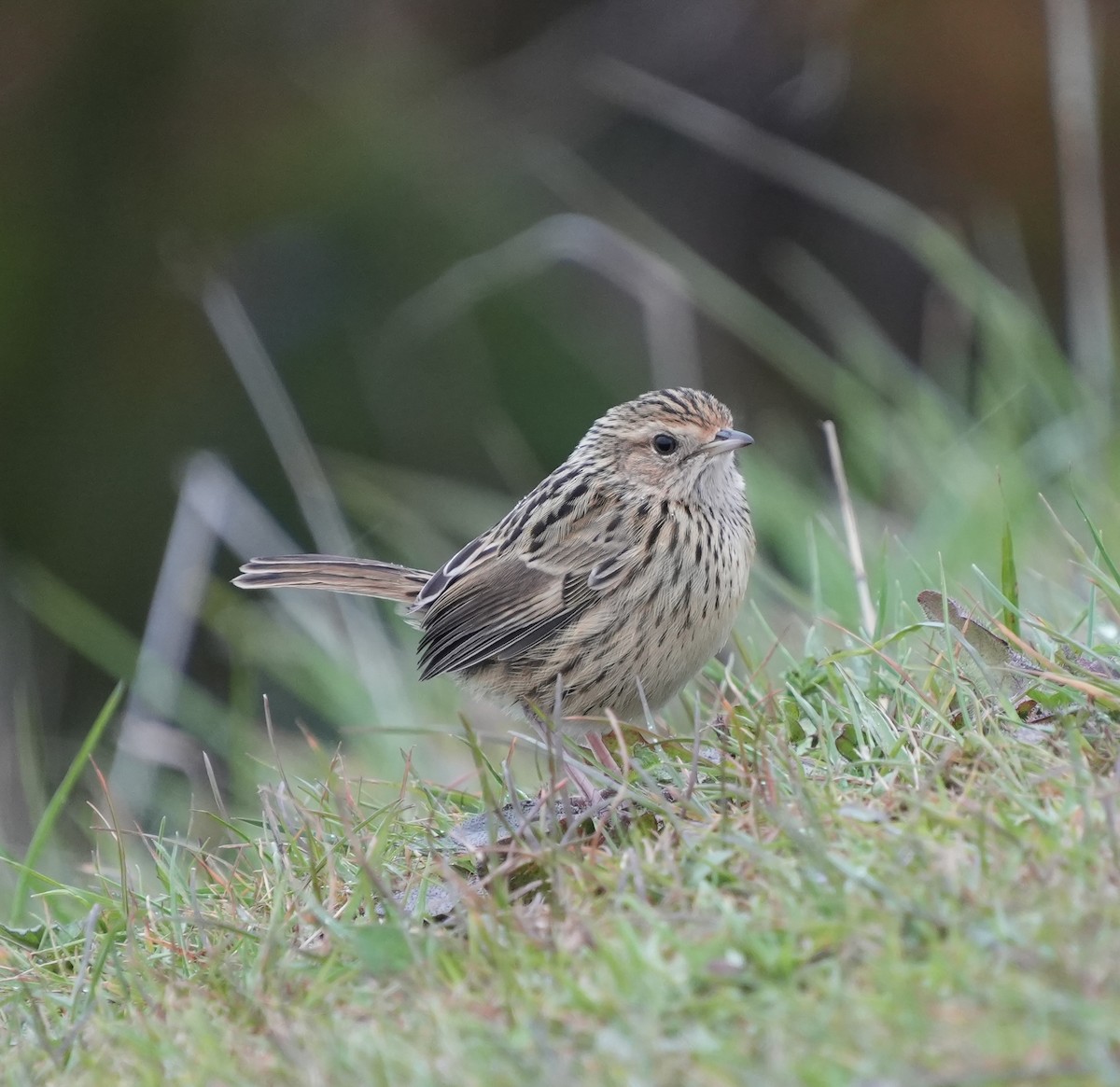 Striated Fieldwren - ML643748206
