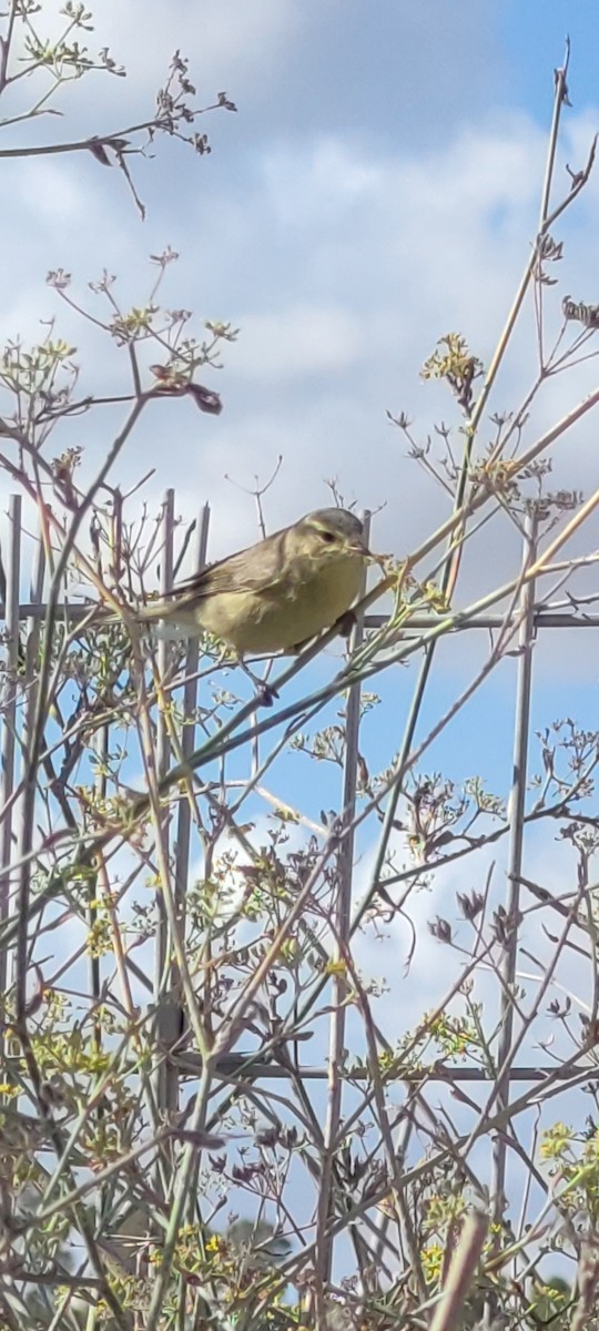 bulbul arabský - ML643748210