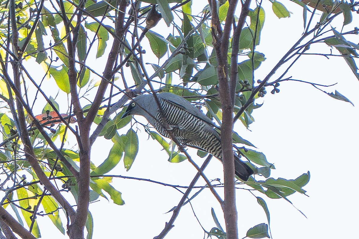 Barred Cuckooshrike - ML643748220