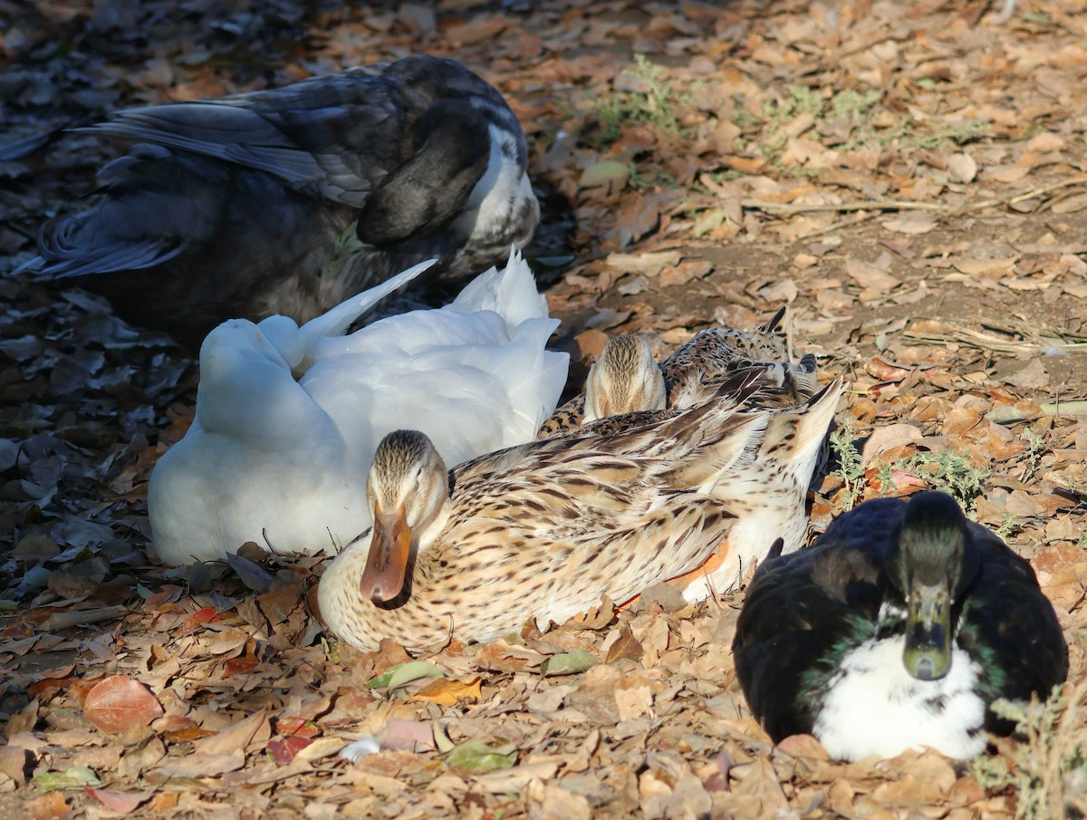 Mallard (Domestic type) - ML643748226