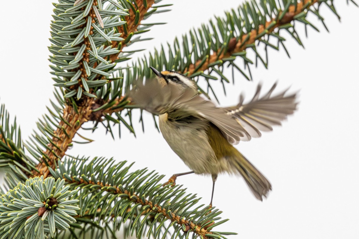 Common Firecrest - ML643748227