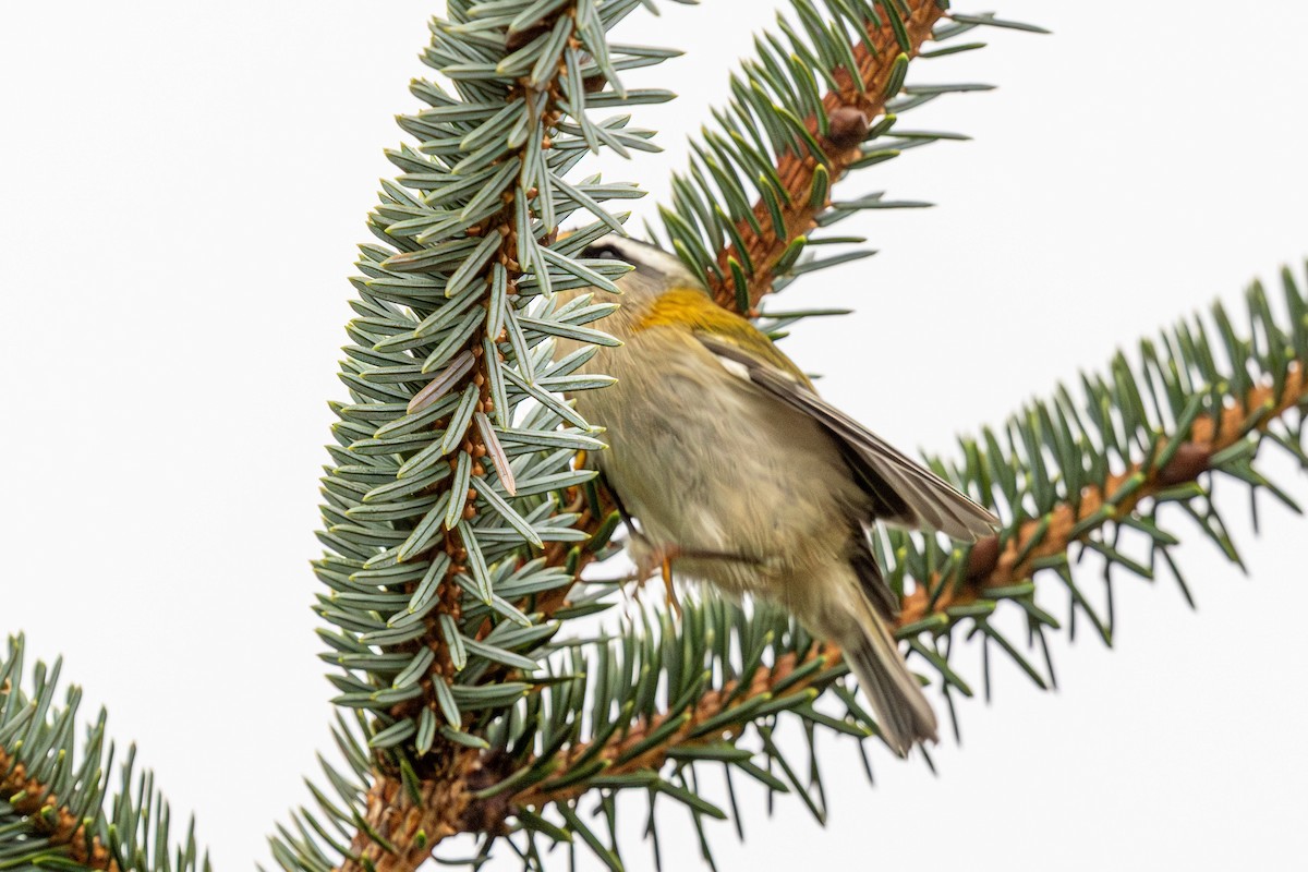 Common Firecrest - ML643748228