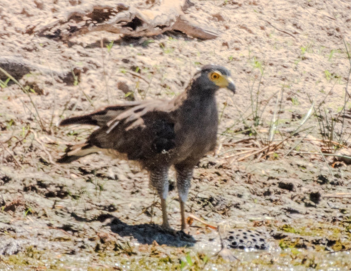Haubenschlangenadler - ML643748230