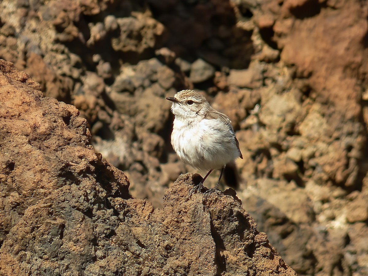 Fuerteventura Stonechat - ML643748232