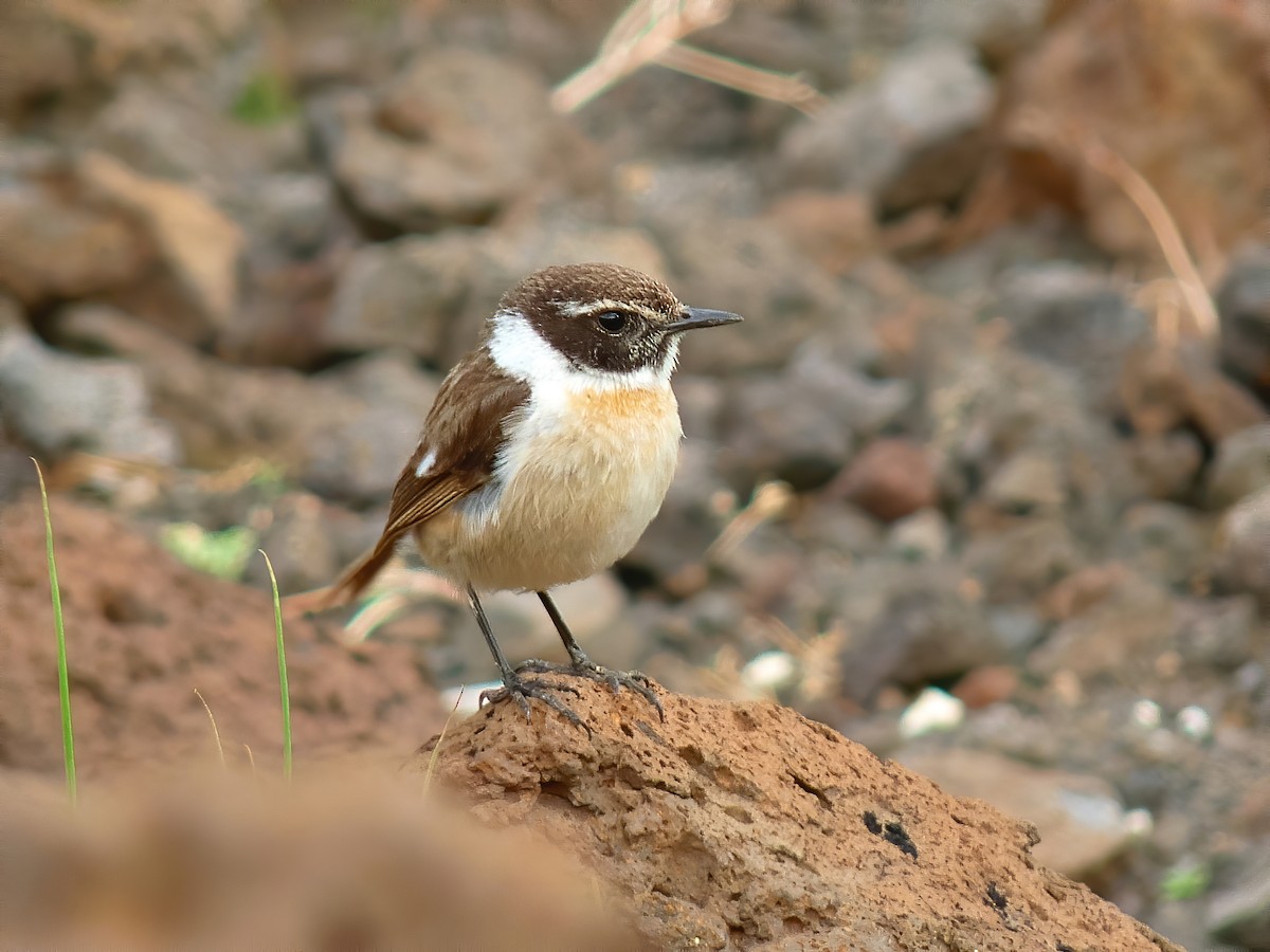 Fuerteventura Stonechat - ML643748233