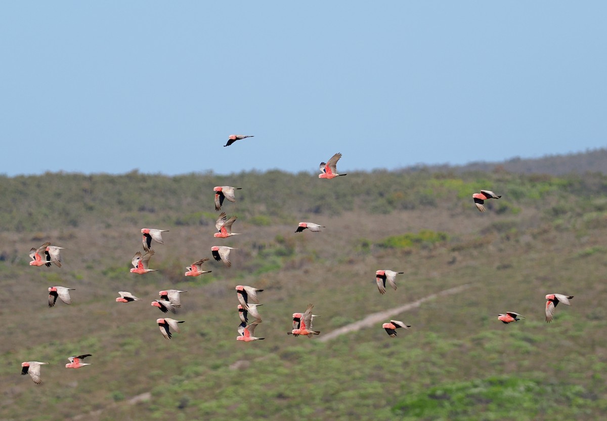 Galah - ML643748251