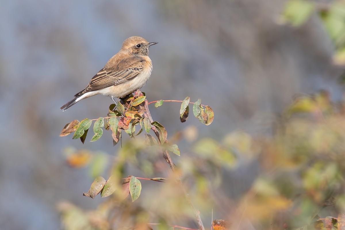 Eastern Black-eared Wheatear - ML643748255