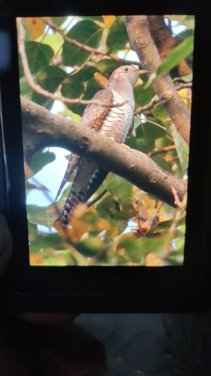 Common Cuckoo - ML643748256