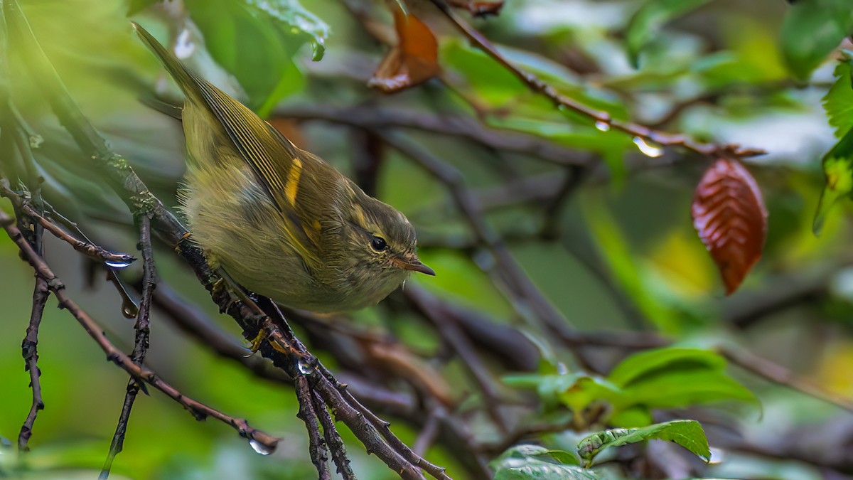 Buff-barred Warbler - ML643748259