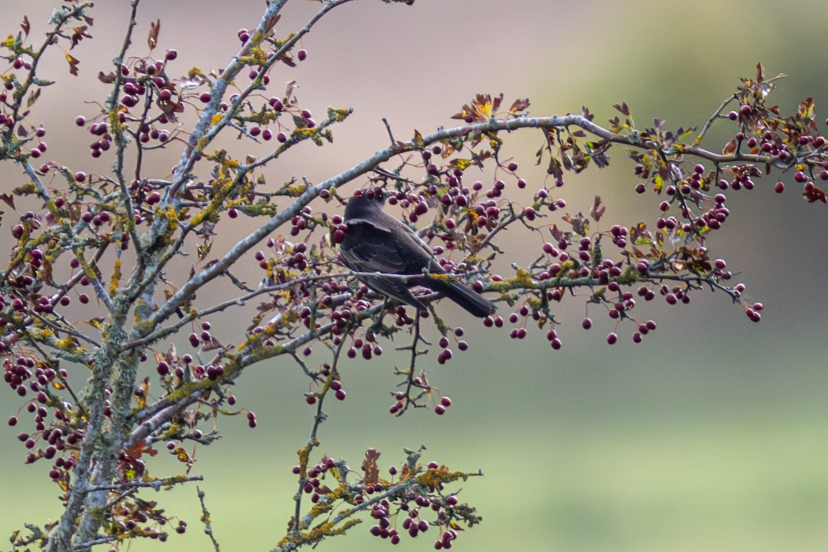 Ring Ouzel - ML643748262