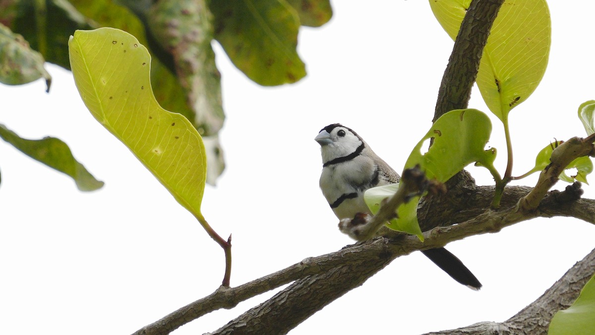 Double-barred Finch - ML643748266