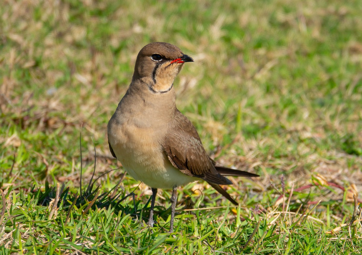 Collared Pratincole - ML643748269