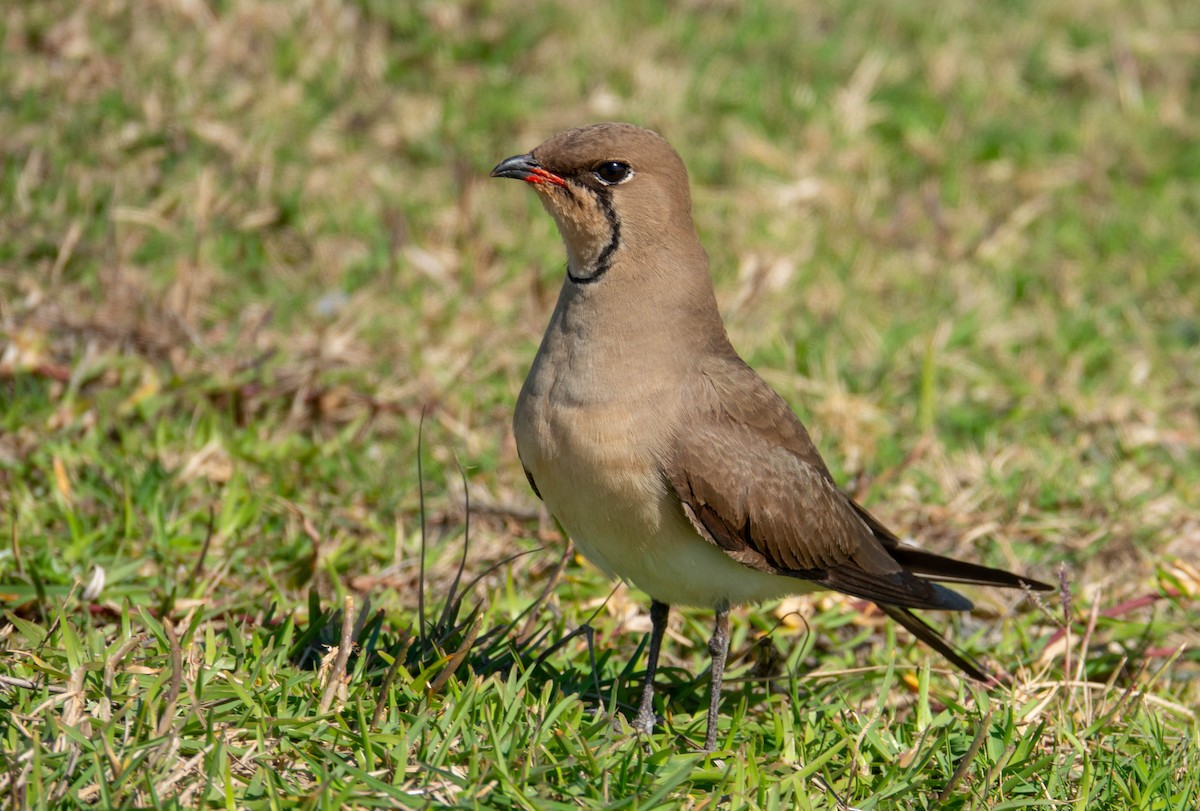 Collared Pratincole - ML643748275
