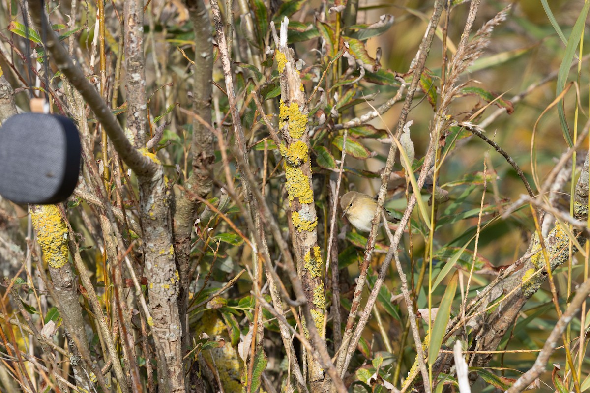 Common Chiffchaff - ML643748285