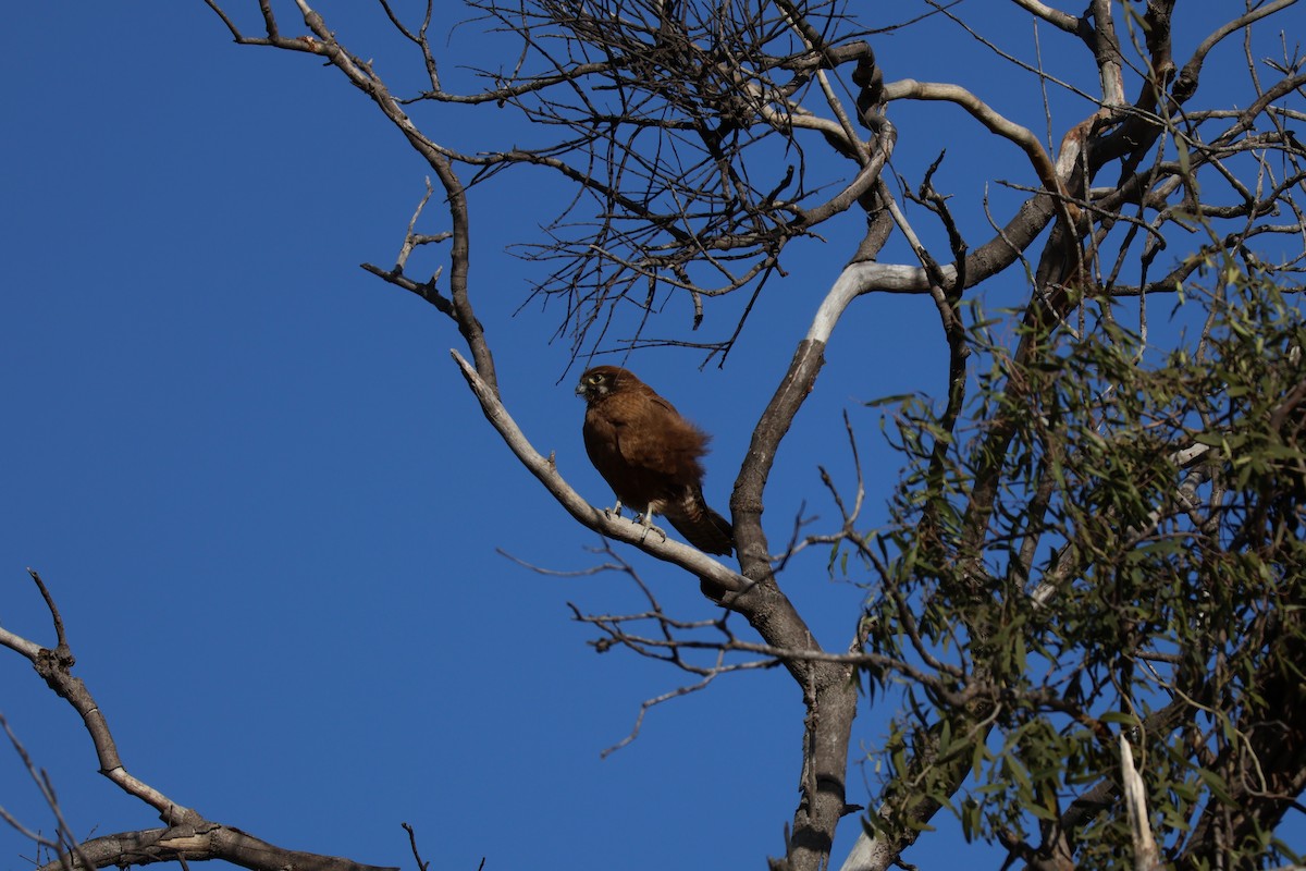 Black Falcon - ML643748301