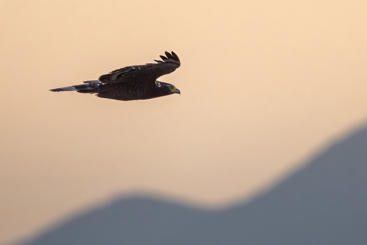 Haubenschlangenadler - ML643748304