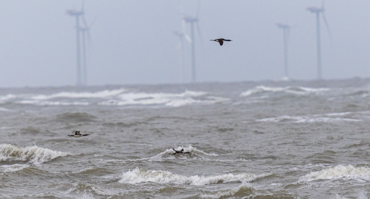 Red-throated Loon - ML643748317