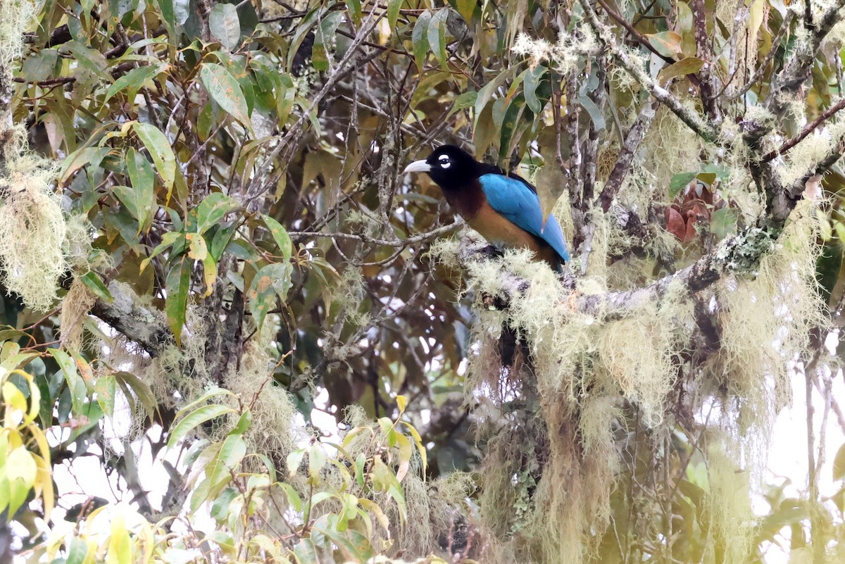 Blue Bird-of-Paradise - ML643748324