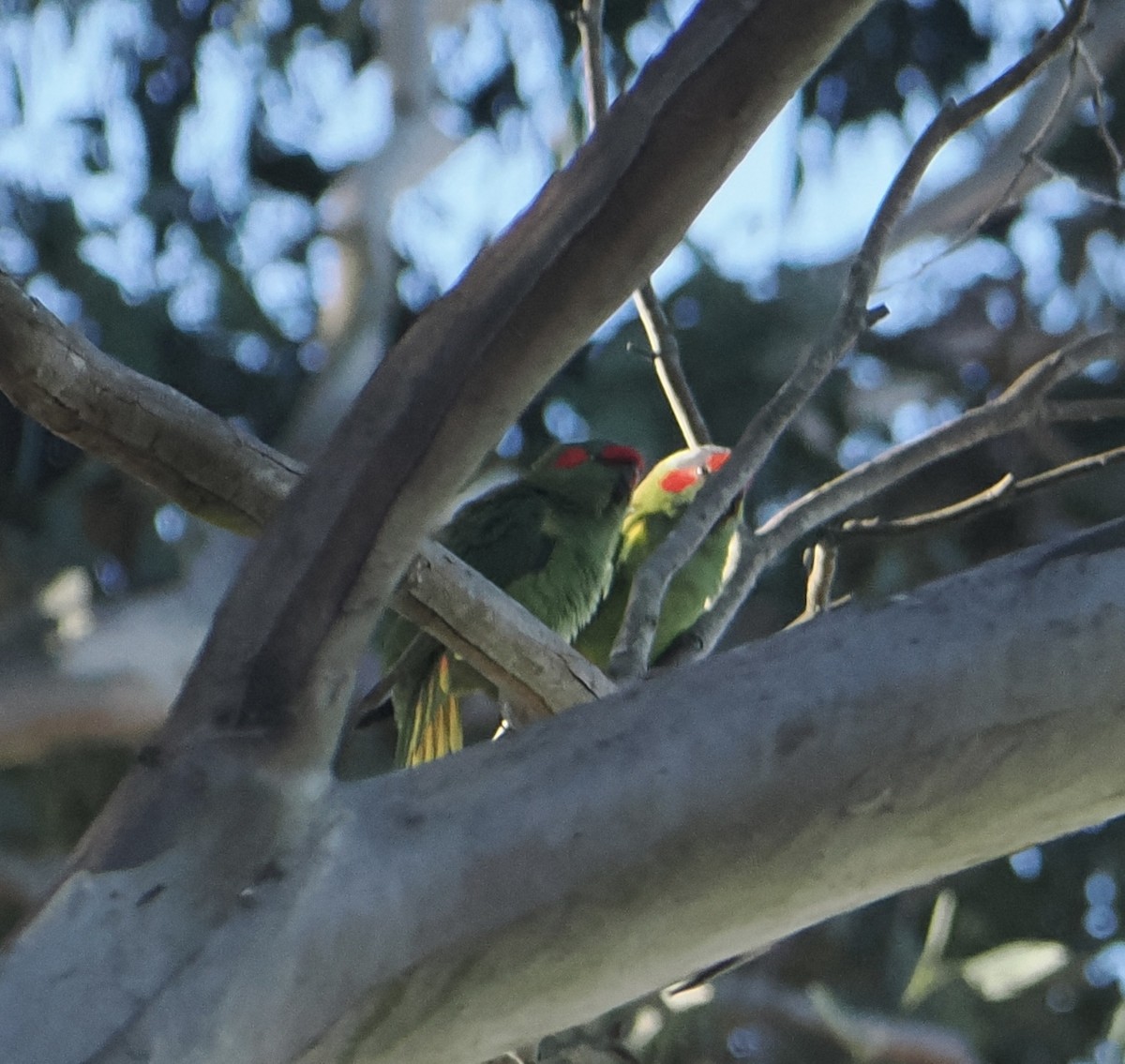 Musk Lorikeet - ML643748338