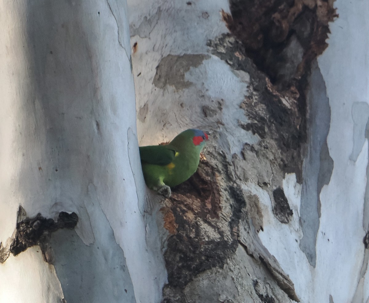 Musk Lorikeet - ML643748339