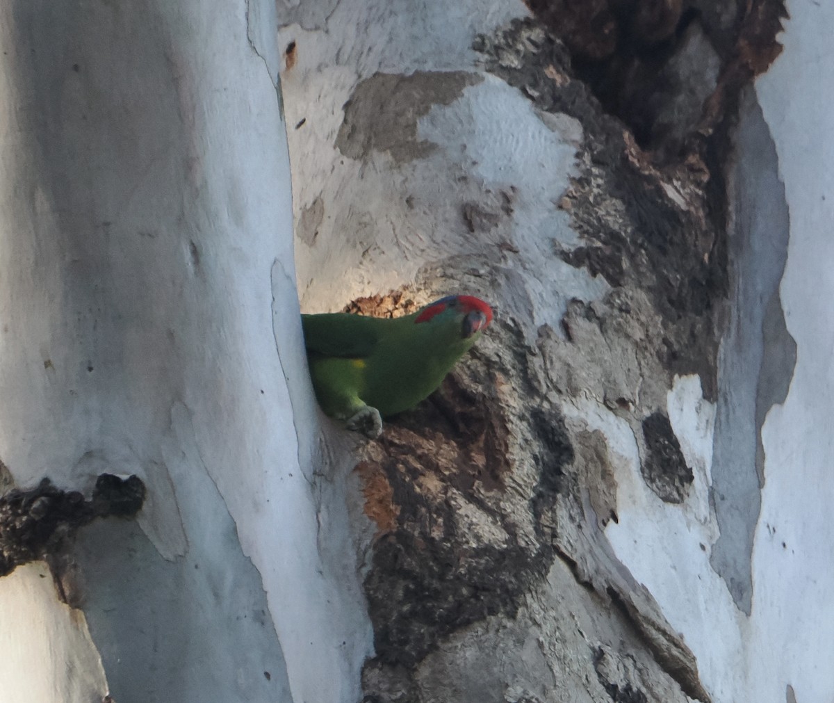 Musk Lorikeet - ML643748340
