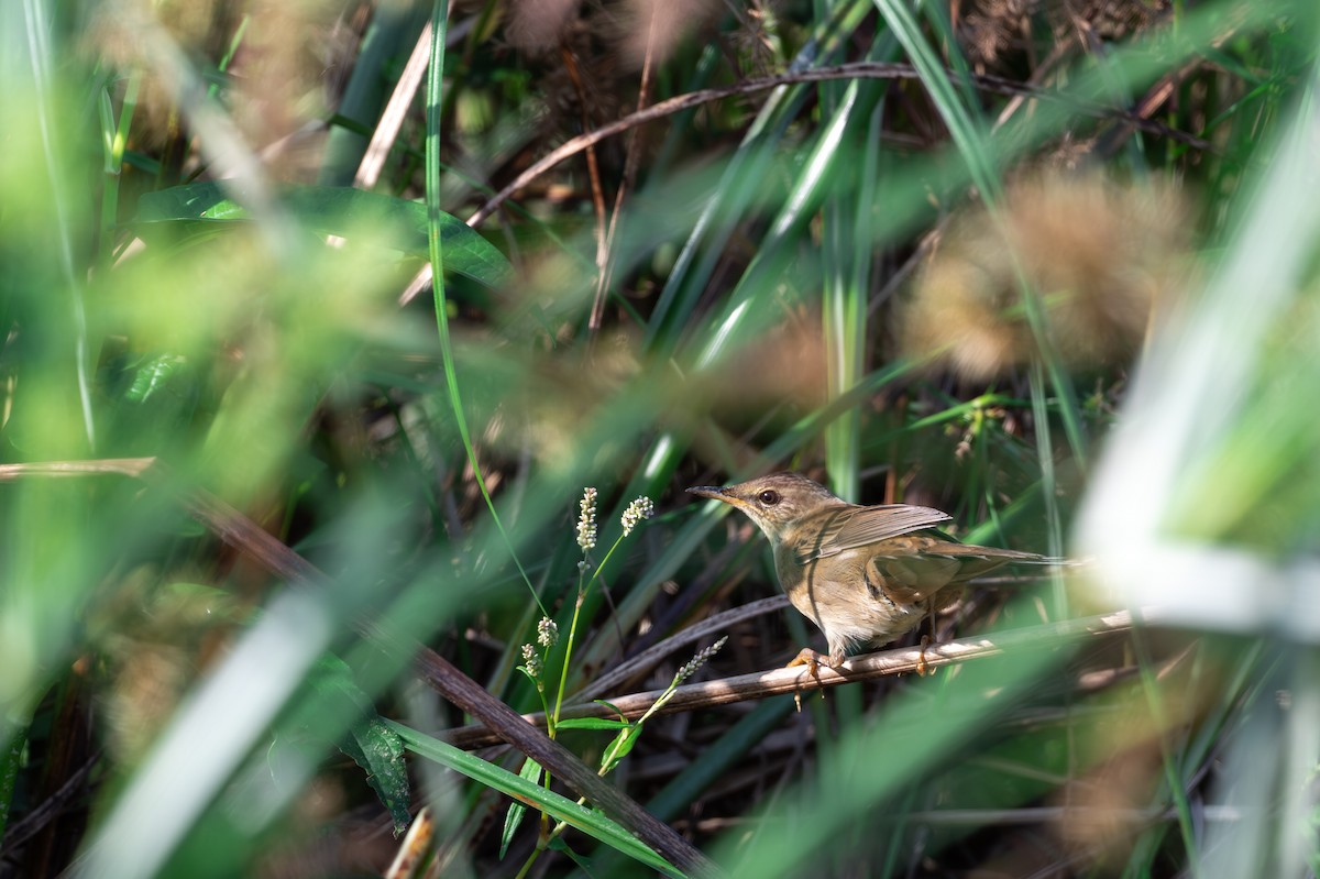 シベリアセンニュウ - ML643748342