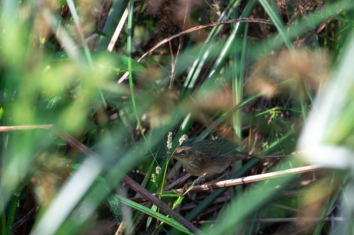 シベリアセンニュウ - ML643748343