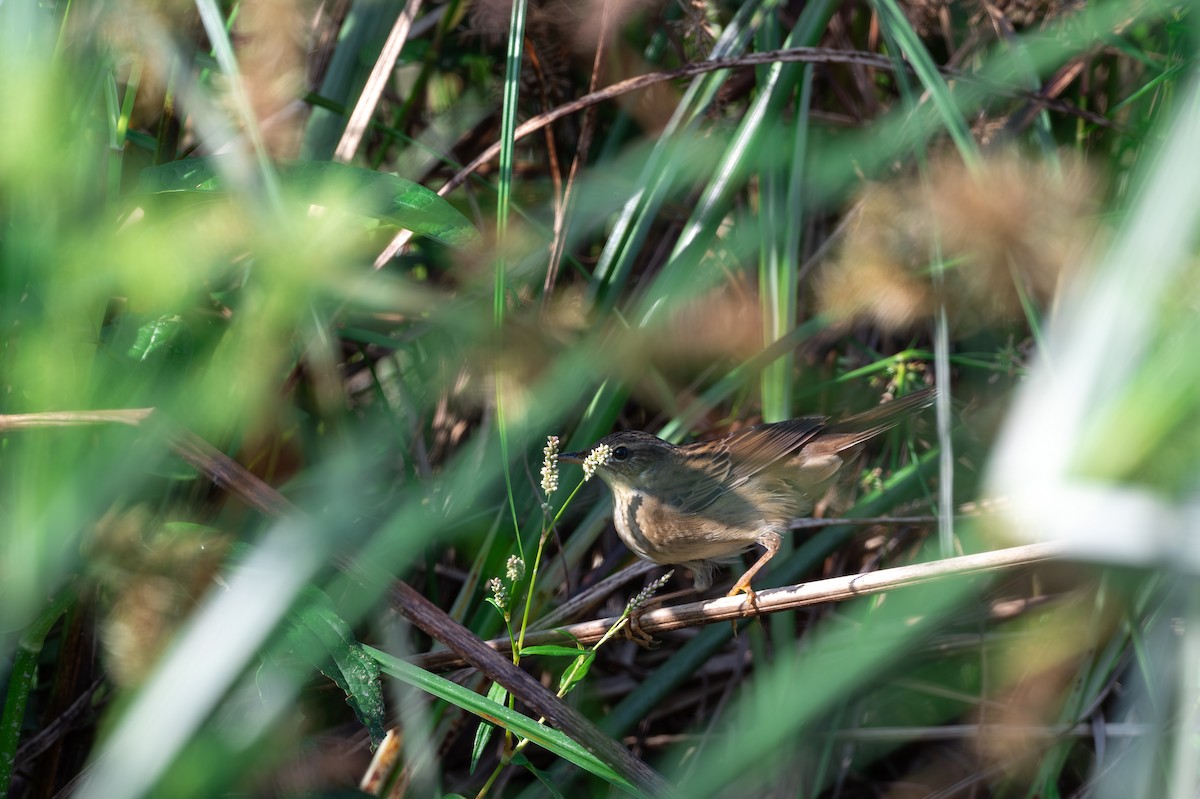 シベリアセンニュウ - ML643748344