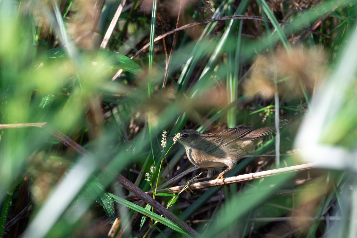 シベリアセンニュウ - ML643748345